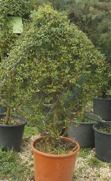 Ligustrum Jonandrum Üçgen Form resmi