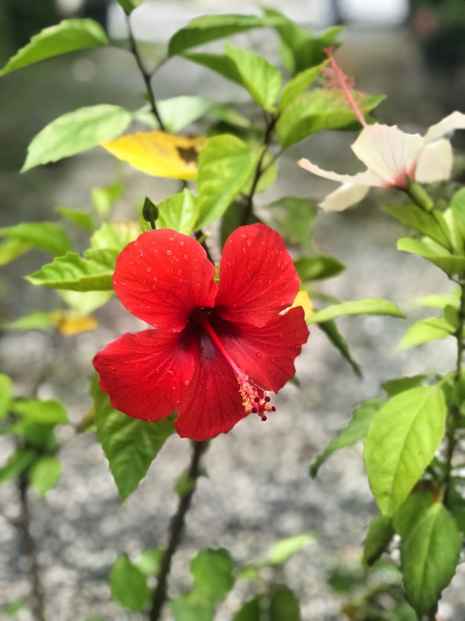 Japon Gülü | Şahlan Fidanlık Çiçek Bitki Tohum Toprak ...