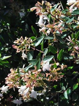 Abelia resmi