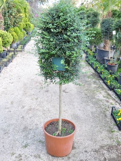 Ligustrum Jonandrum Posta Kutusu resmi