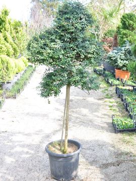 Ligustrum Jonandrum Yıldız resmi