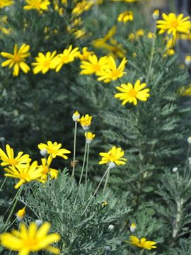 Sarı Papatya, Euryops Pectinatus resmi