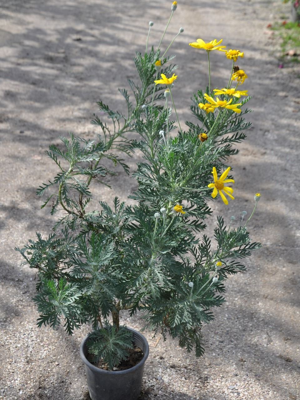 Sarı Papatya, Euryops Pectinatus Şahlan Fidanlık Çiçek Bitki Tohum