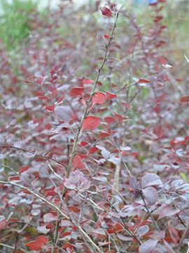 Berberis Tüplü resmi