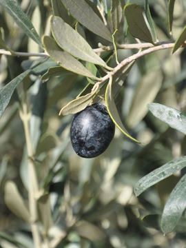 gemlik zeytin fidanı, zeytin tüplü, tüplü zeytin fidanı, tüplü zeytin fidanı fiyatları, tüplü zeytin fidanı nasıl dikilir, tüplü zeytin, tüplü zeytin fidanı dikimi, tüplü zeytin fidanı ne zaman dikilir, tüplü zeytin fidanı nedir