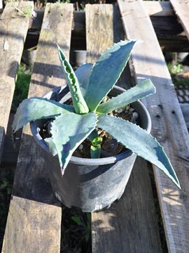 agave bitkisi, sabır otu, agave bitkisi çiçeği, agave bitkisi fiyatı