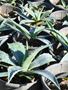 agave bitkisi, sabır otu, agave bitkisi çiçeği, agave bitkisi fiyatı